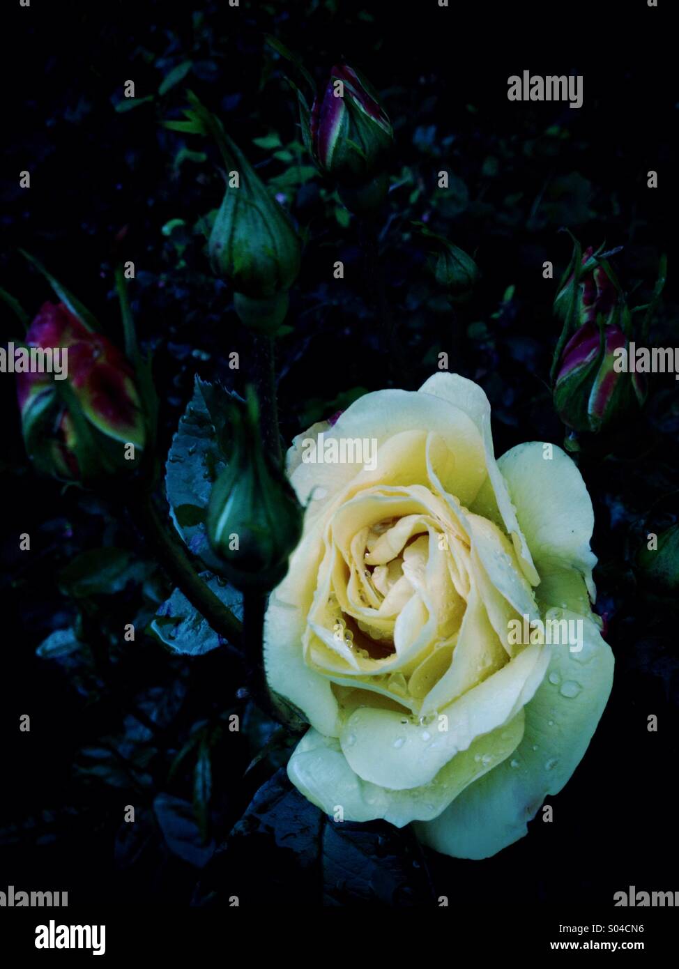 Cespuglio di Rose Foto Stock