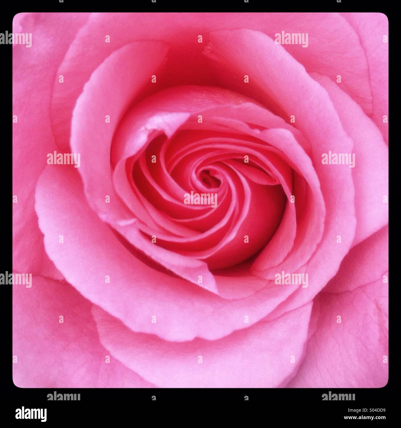 Rosa rosa fiore dettaglio - Immagine stock catturata con smartphone