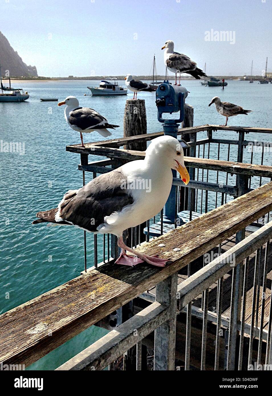 Gabbiani in posa - Immagine stock catturata con smartphone