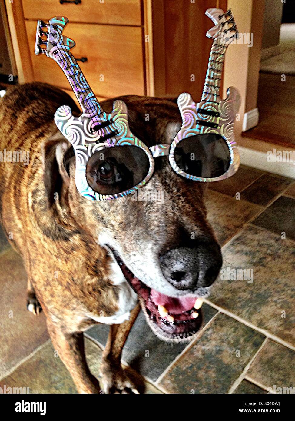 Rockin ' doggy - Immagine stock catturata con smartphone