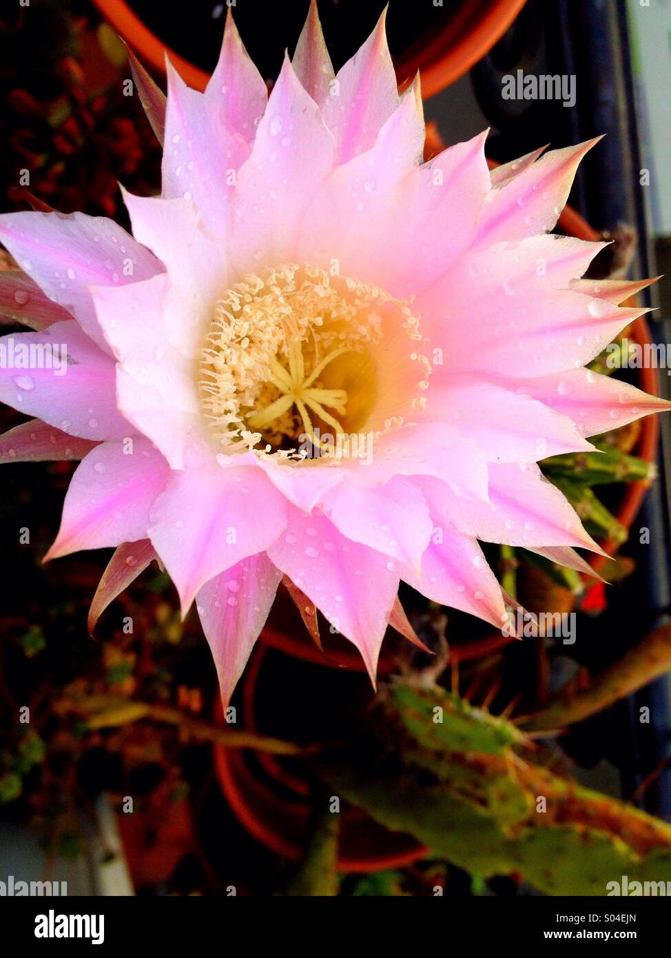 Cactus in blosson Foto Stock