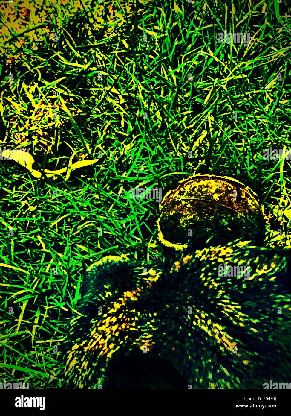 Border terrier testata vicino alla palla da tennis in giardino - Immagine stock catturata con smartphone