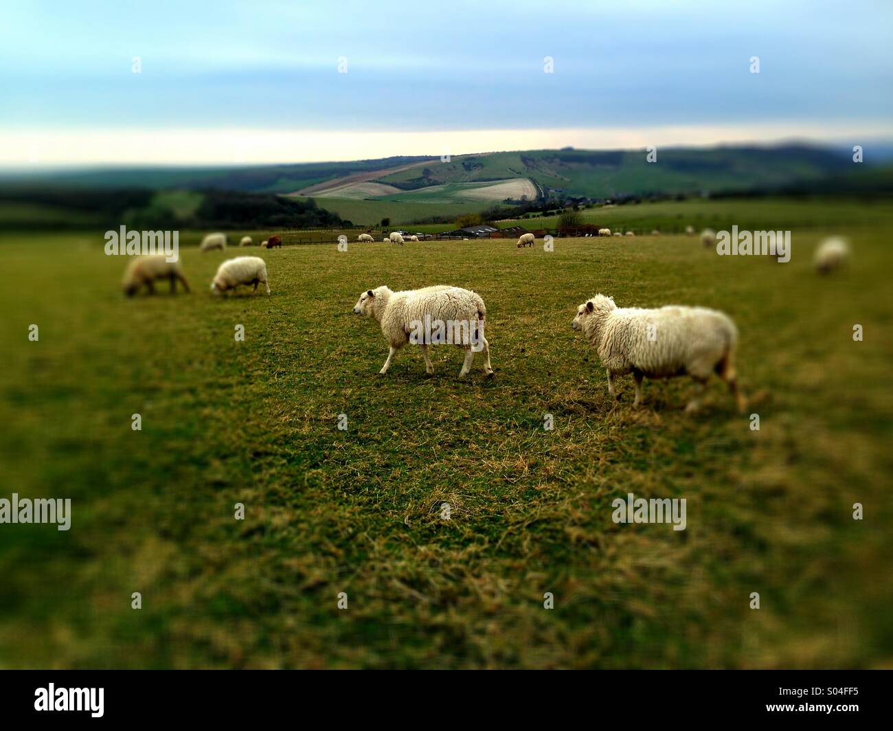 Pecore al pascolo su downland in South Downs National Park Foto Stock