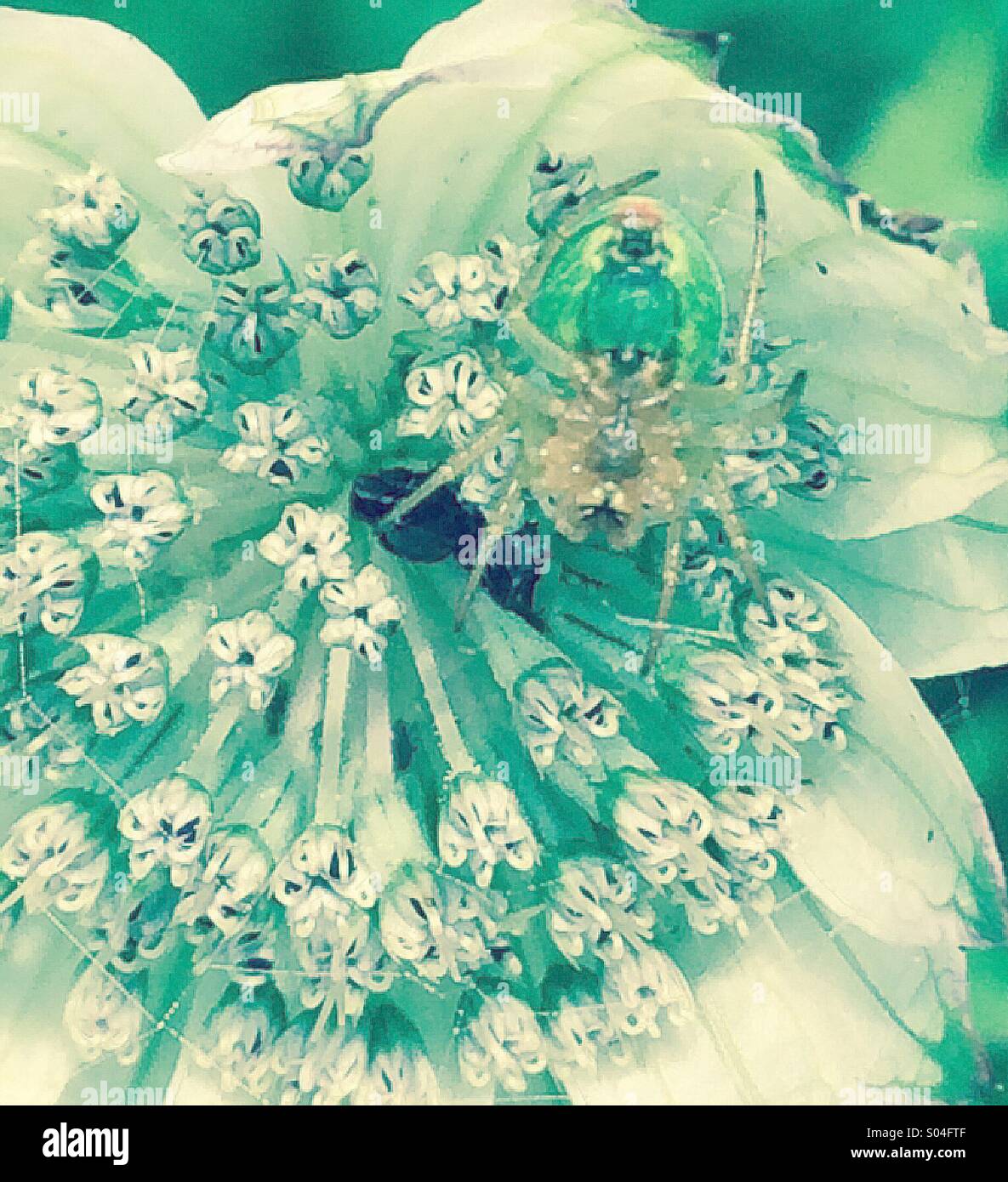 Minuscola spider sulla testa di fiori - Immagine stock catturata con smartphone