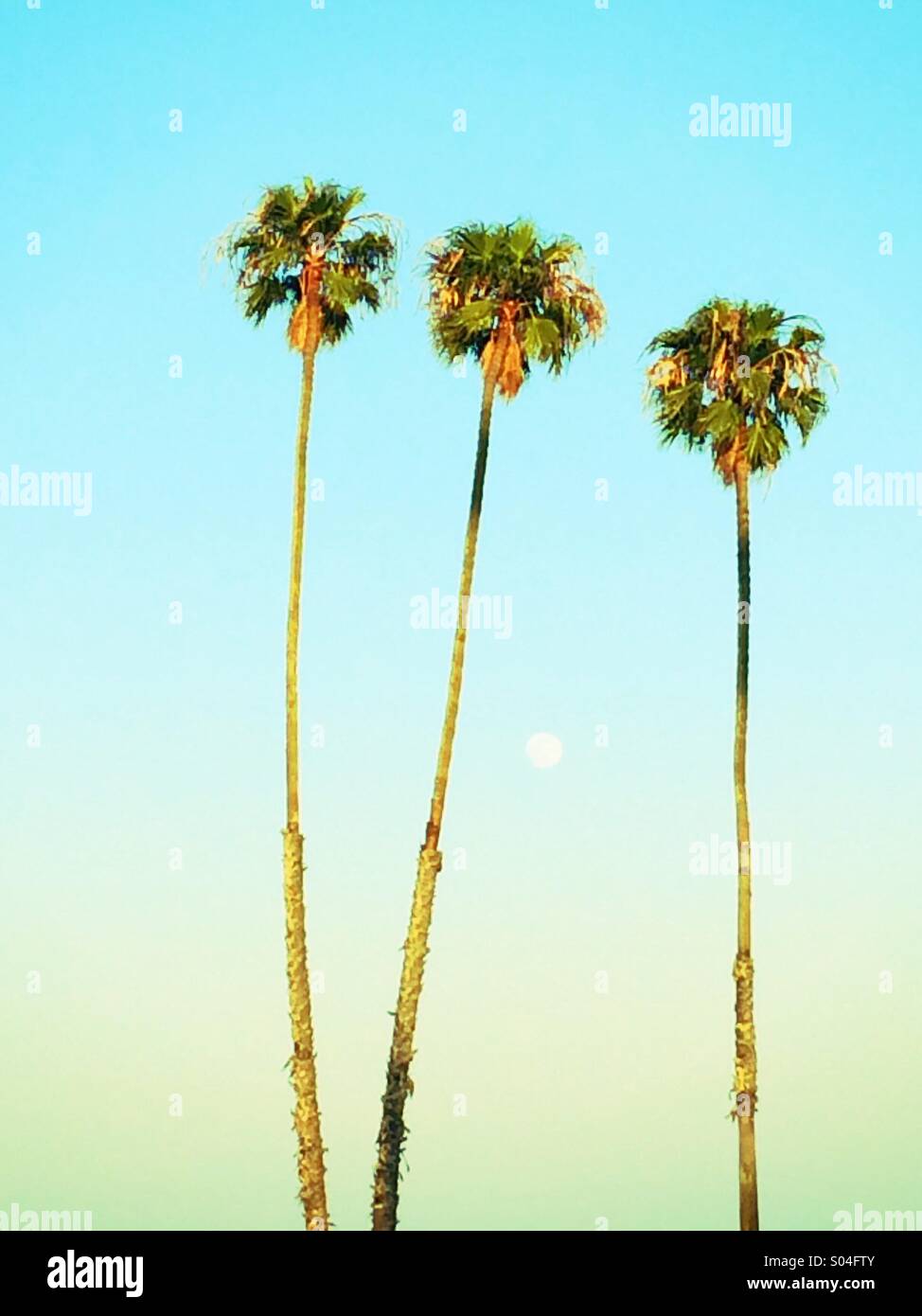 Tre alberi di palma e una luna piena Foto Stock
