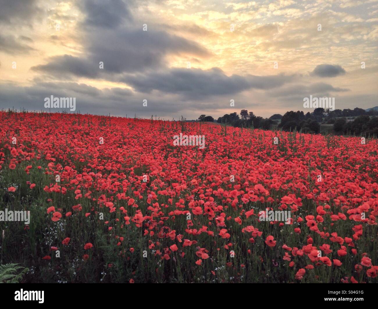 Campo di papavero, Blackstone Riserva Naturale, Worcestershire Foto Stock