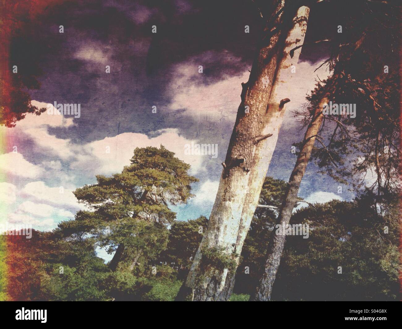 Alberi di pino e nuvole - Immagine stock catturata con smartphone