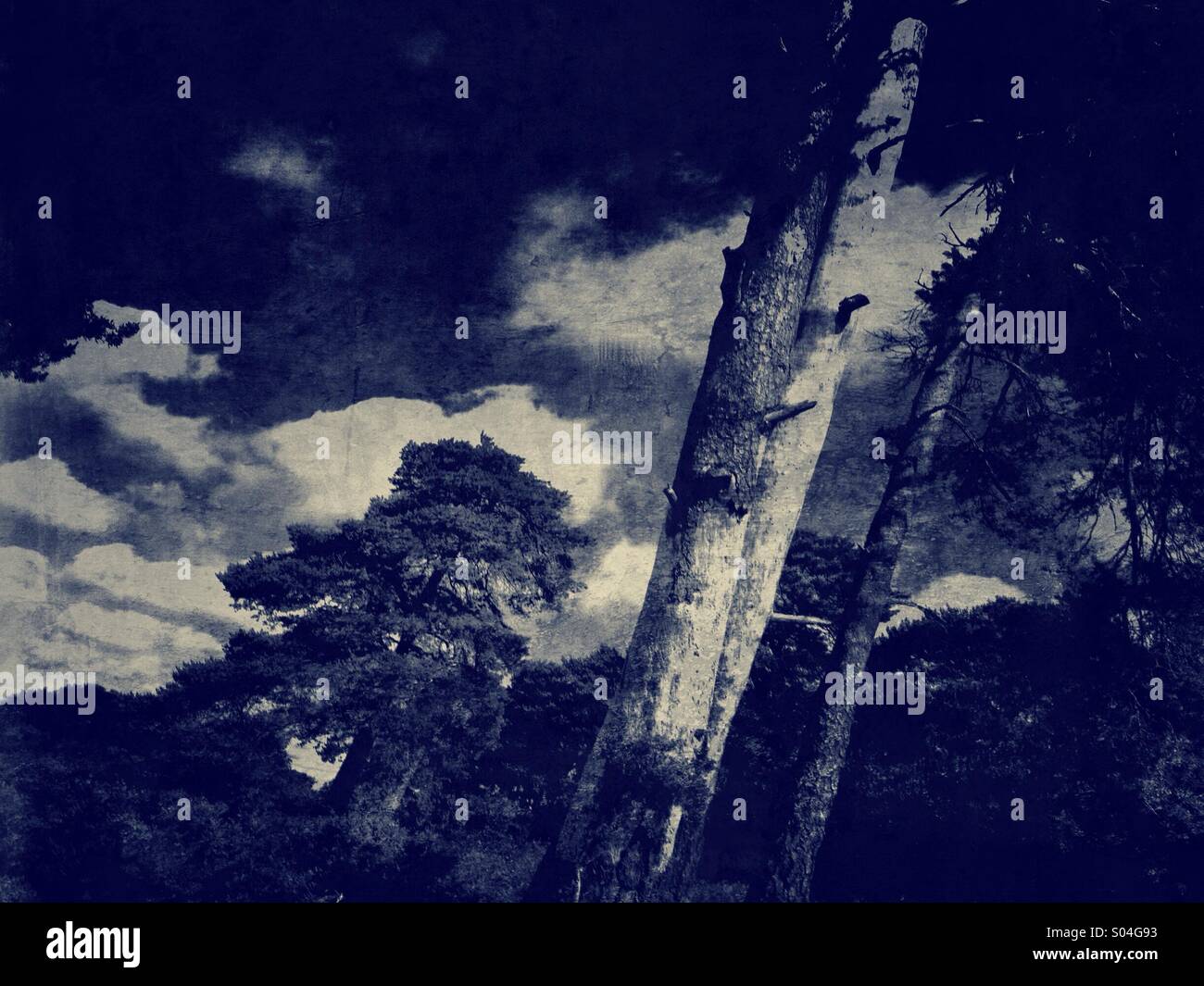 Alberi di pino e nuvole - Immagine stock catturata con smartphone