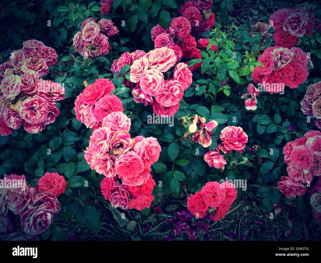 Cherry girl,rosa rosa, giardino di rose e traliccio, Parco della testa dorata, Lione, Francia - Immagine stock catturata con smartphone