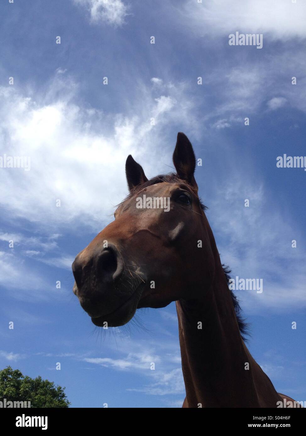 Testa di cavallo e collo con cielo blu sullo sfondo Foto Stock