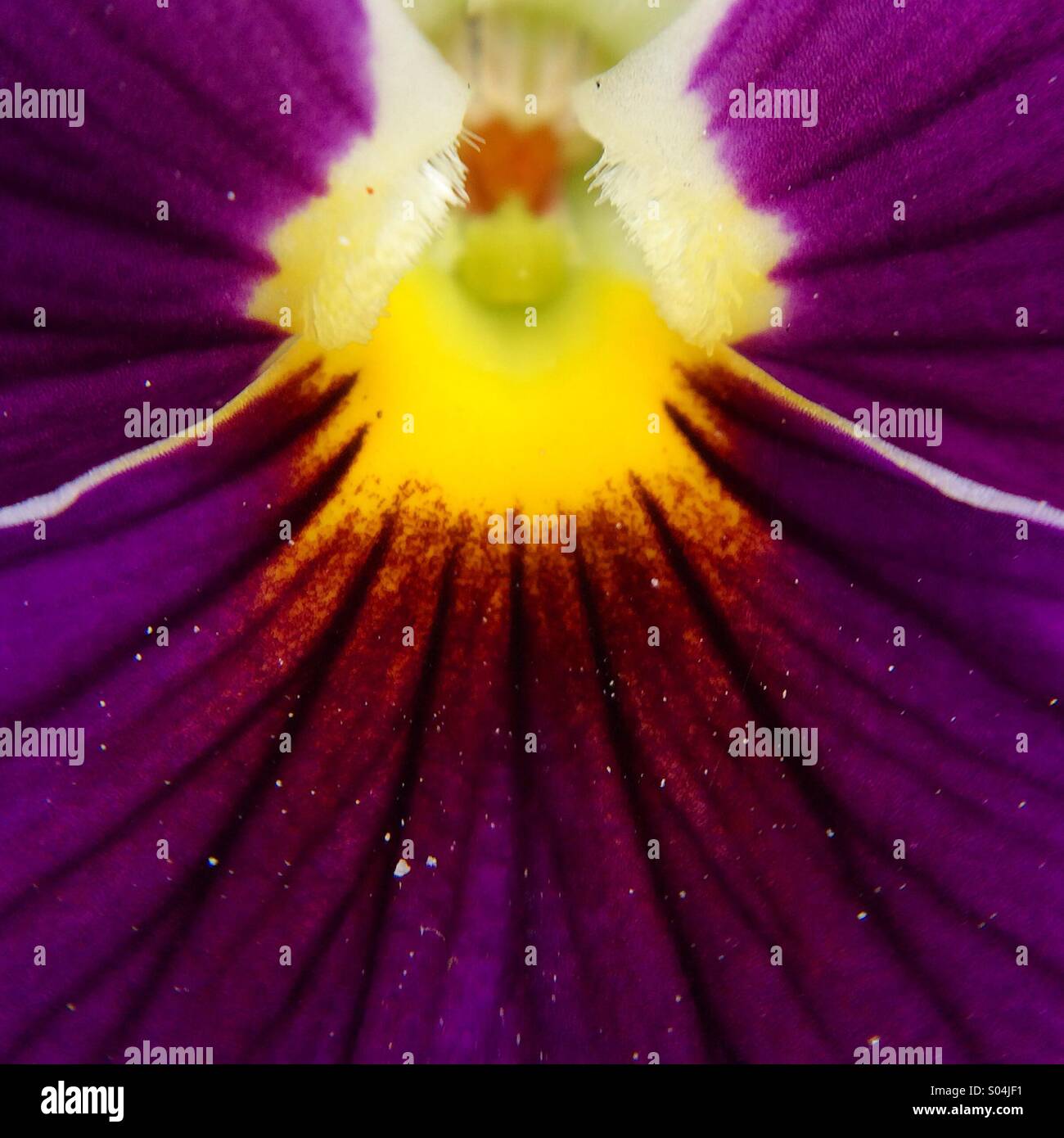 Macro di un fiore viola Foto Stock