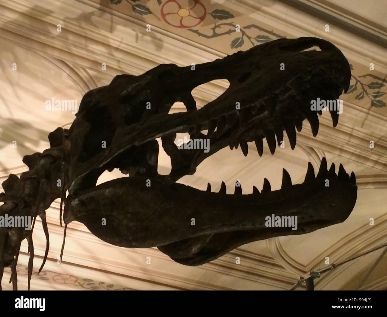 Scheletro di dinosauro (colpo alla testa) presso il Museo di Storia Naturale di Londra. - Immagine stock catturata con smartphone