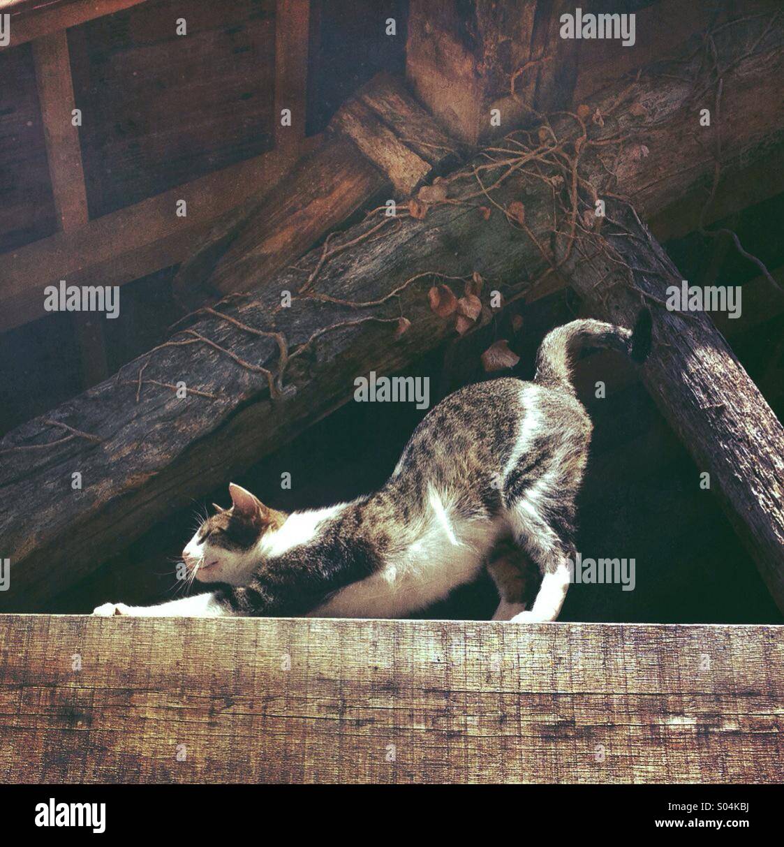Cat stretching con coda arricciata Foto Stock