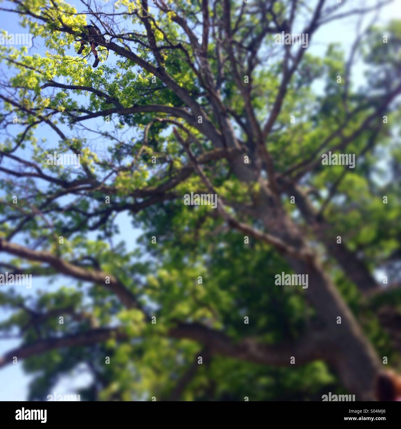 Persona seduta fino ad elevata in una struttura ad albero alto - Immagine stock catturata con smartphone