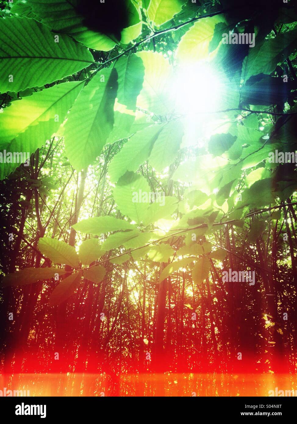 La luce del sole attraverso foglie se castagno Foto Stock