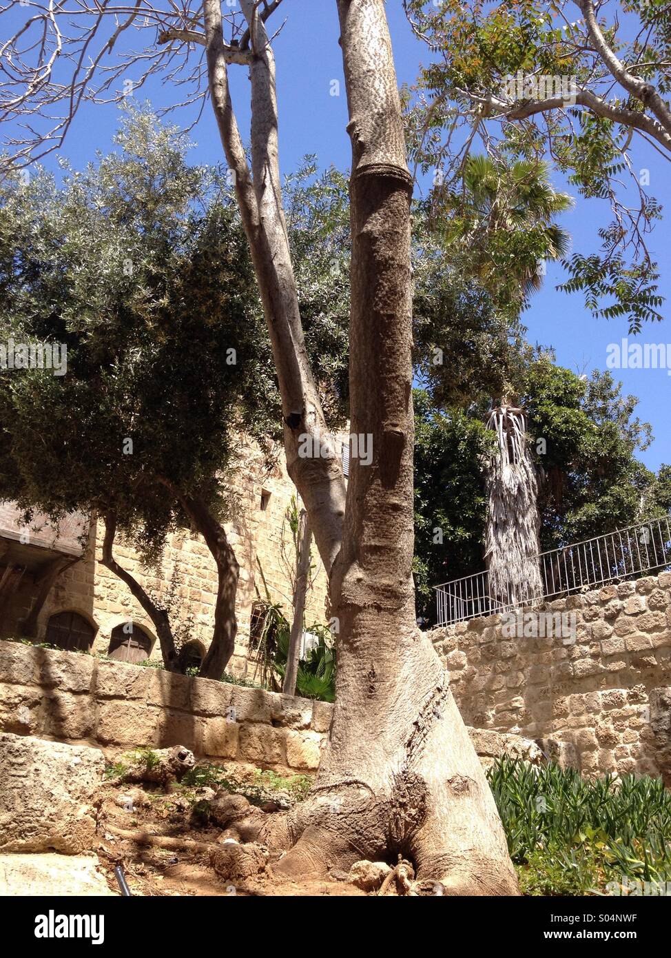 Vecchio albero di Jaffa Foto Stock