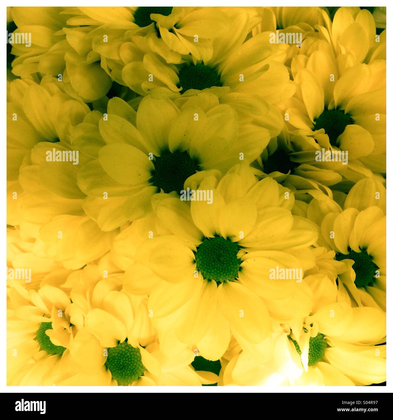 Giallo crisantemi con centri di verde Foto Stock