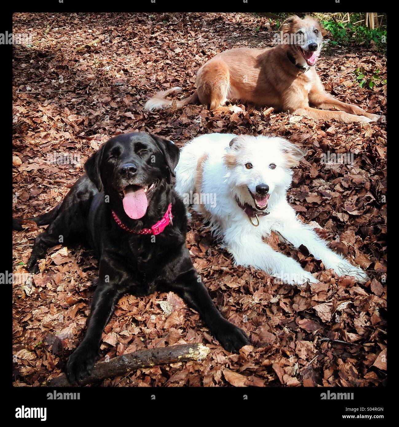 Tre cani felici Foto Stock