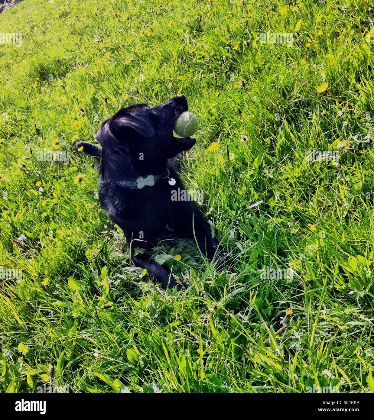 Il Labrador nero dog sitter in campo con palla da tennis nella sua bocca - Immagine stock catturata con smartphone
