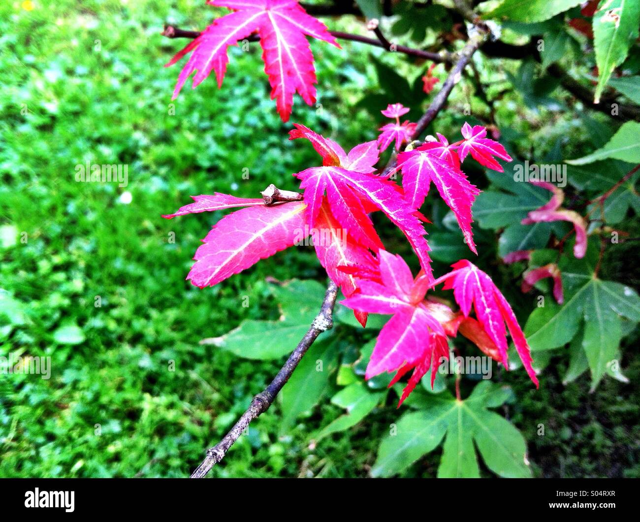 Quercia rossa foglie di albero Foto Stock