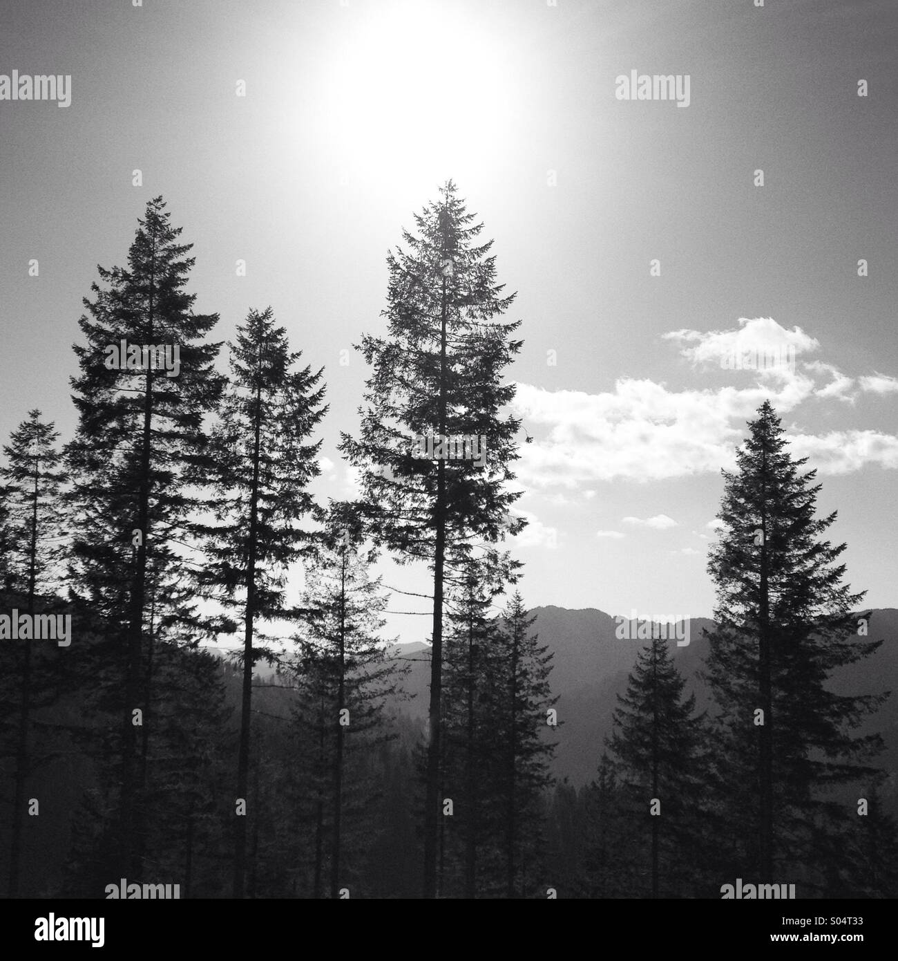 In bianco e nero di alberi di pino Foto Stock