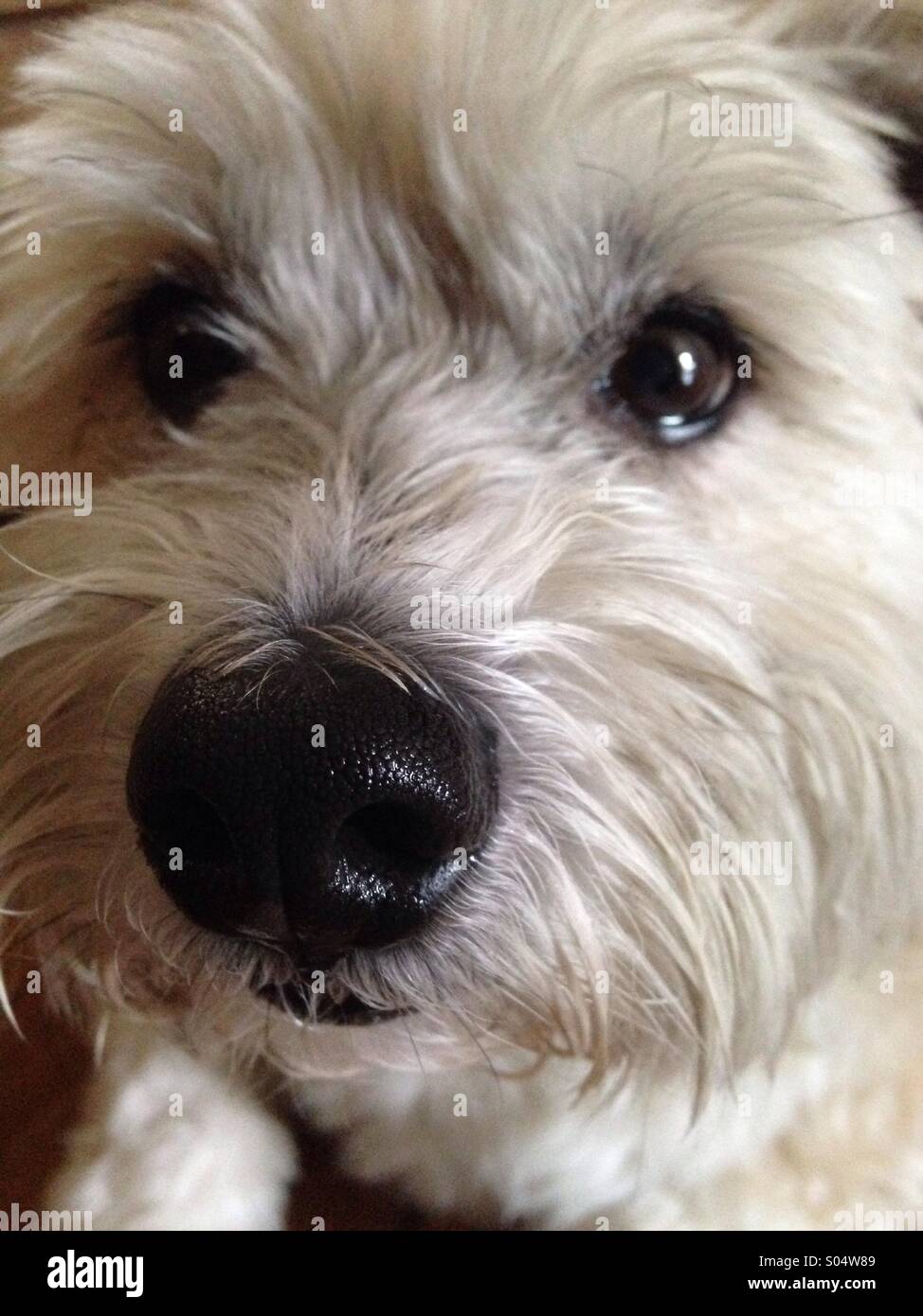 Cane curioso! - Immagine stock catturata con smartphone