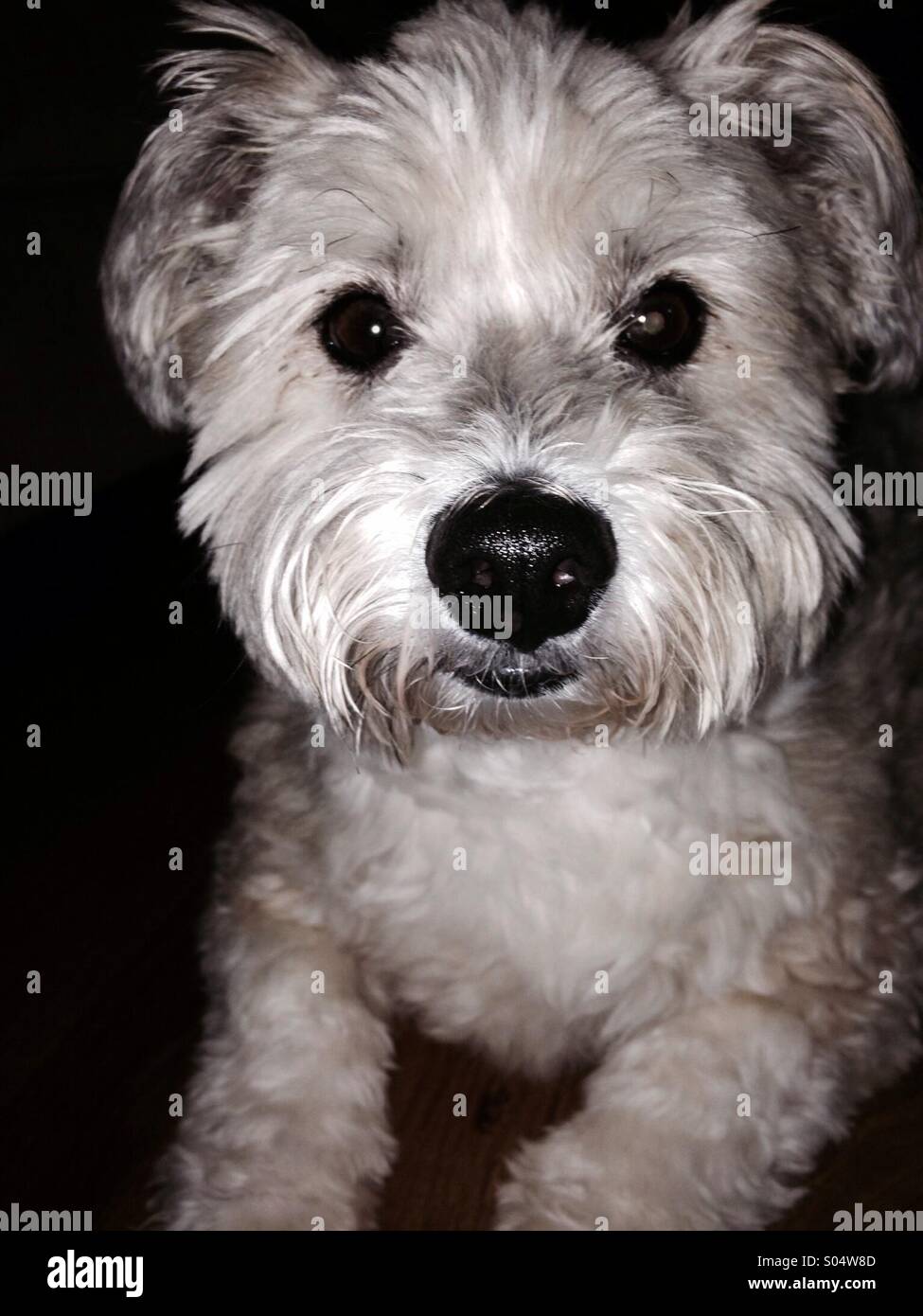 Modello super sheltie-lhasa apso. Foto Stock