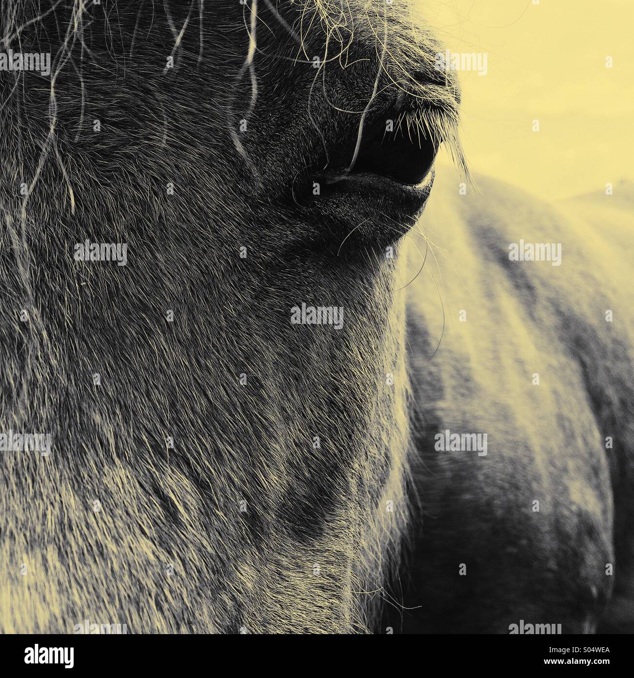 Fronte di taglio del cavallo e chiudere occhio fino Foto Stock