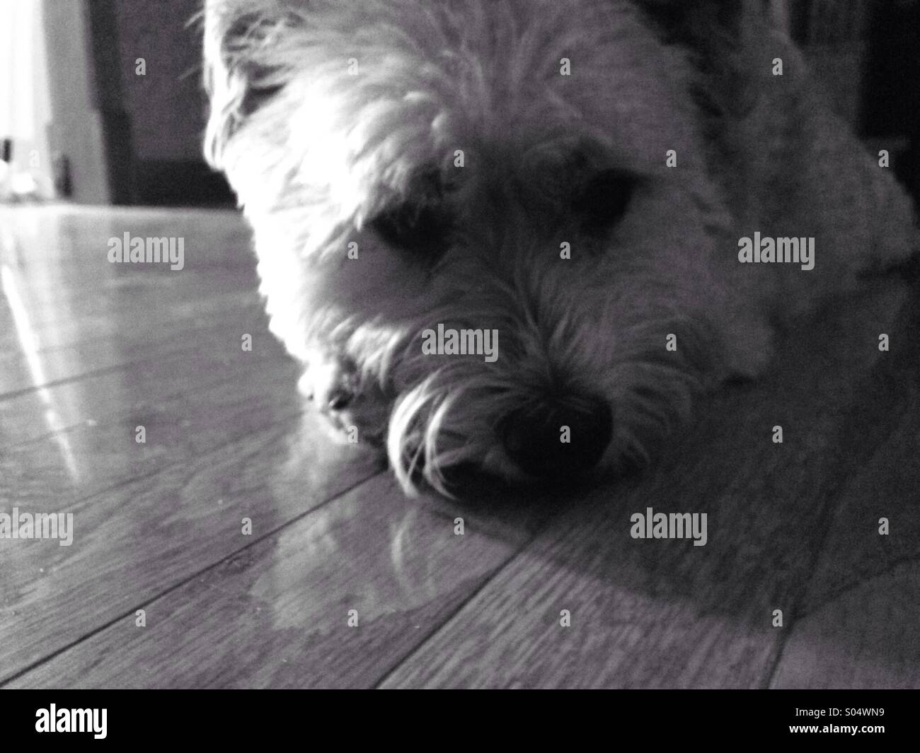 Cane in pensiero profondo. Foto Stock