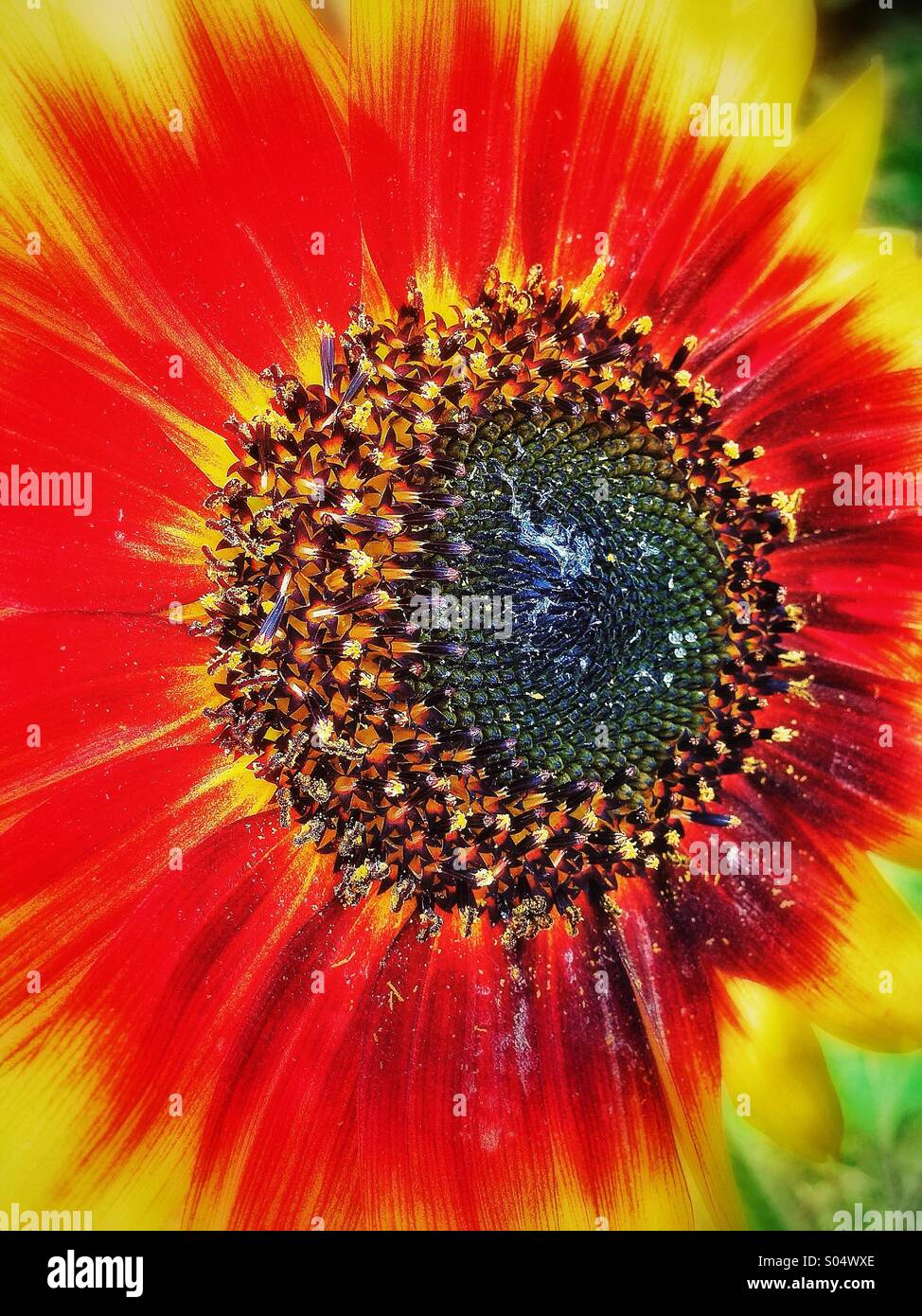 Girasole Foto Stock