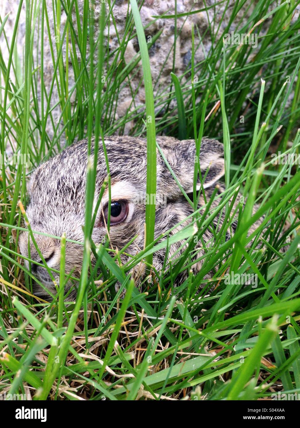 Un giovane wild White-tailed Jackrabbit (Lepus townsendii) nasconde nel prato di una casa urbana in Alberta, Canada. Le popolazioni di lepre sono ciclici e picco di circa ogni dieci anni. - Immagine stock catturata con smartphone