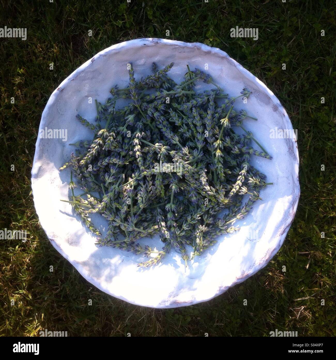 White ciotola riempita con appena raccolto fiori di lavanda - Immagine stock catturata con smartphone