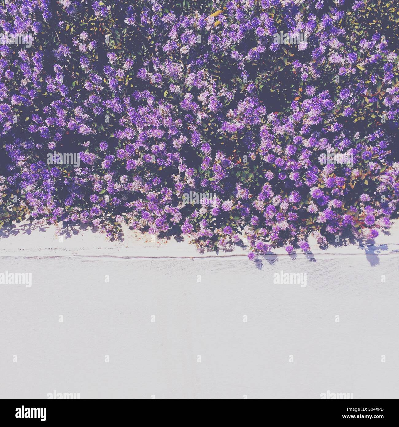 Fiori viola sovrastante parete bianca Foto Stock