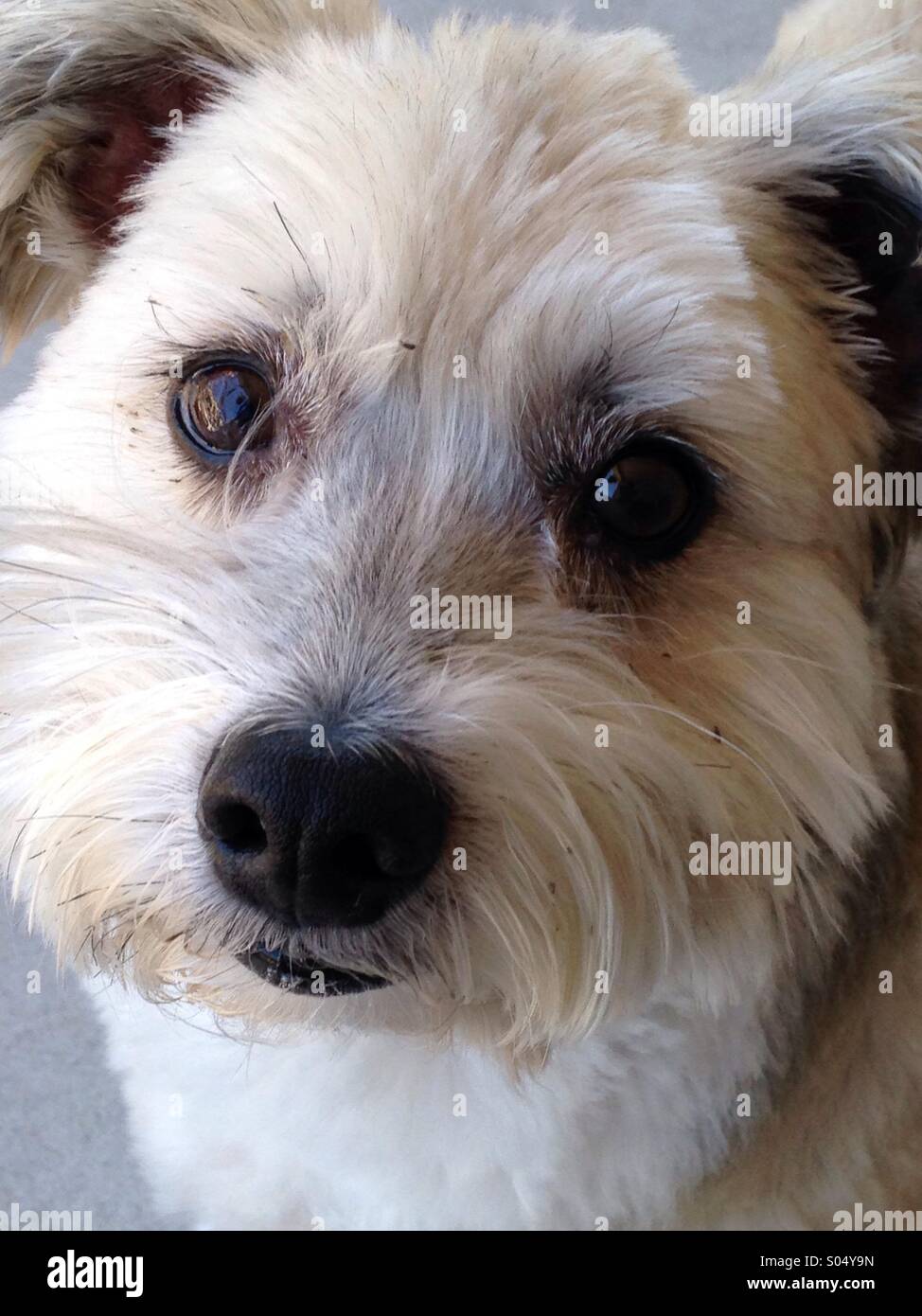 Doggy dolce. - Immagine stock catturata con smartphone