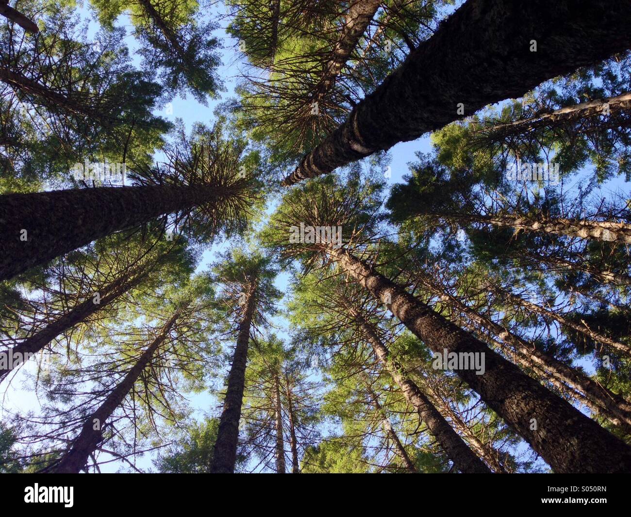 Pacific Northwest foresta guardando verso l'alto. Foto Stock