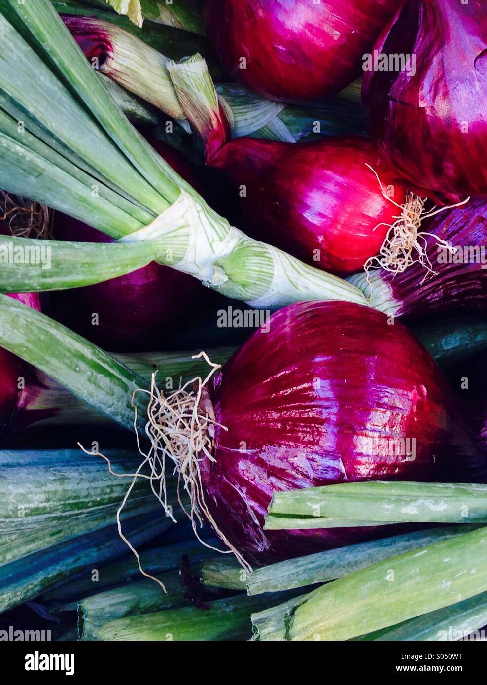 Le cipolle rosse con bright foglie verdi nel mercato provenzale. - Immagine stock catturata con smartphone