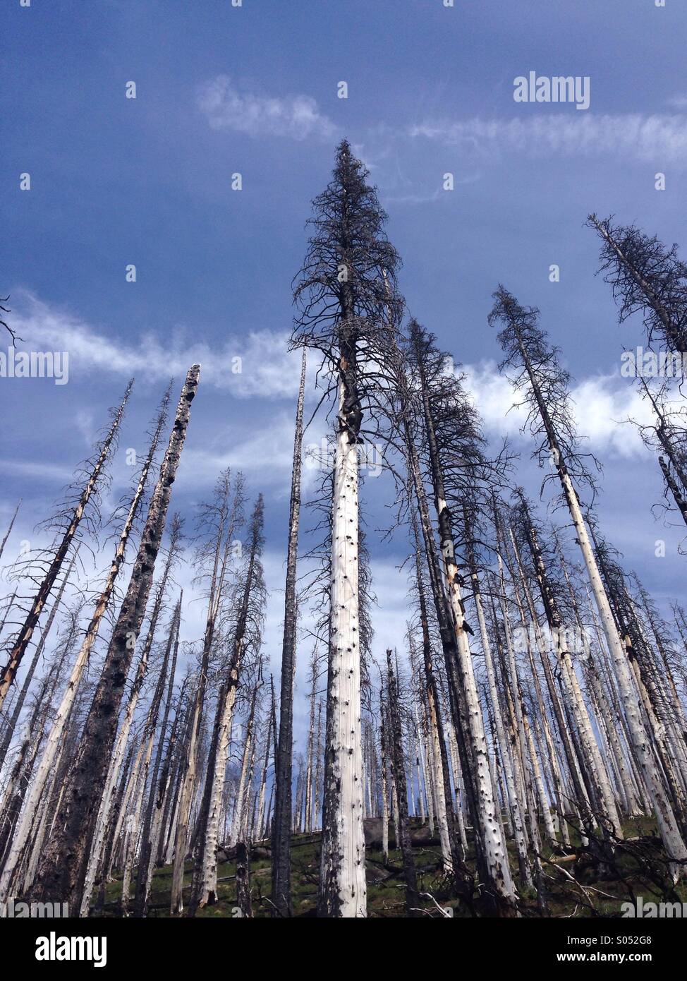 Foresta bruciato alberi in un Pacific Northwest mountain, con cielo blu. Foto Stock