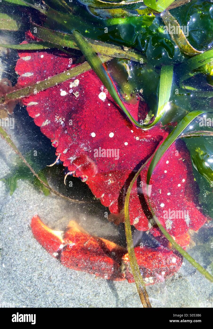 Il Red Rock Granchio, Puget Sound, Washington Foto Stock