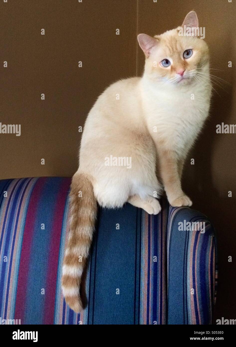Un bianco punto di fiamma gatto siamese gatto si siede in cima a una sedia a strisce. Foto Stock