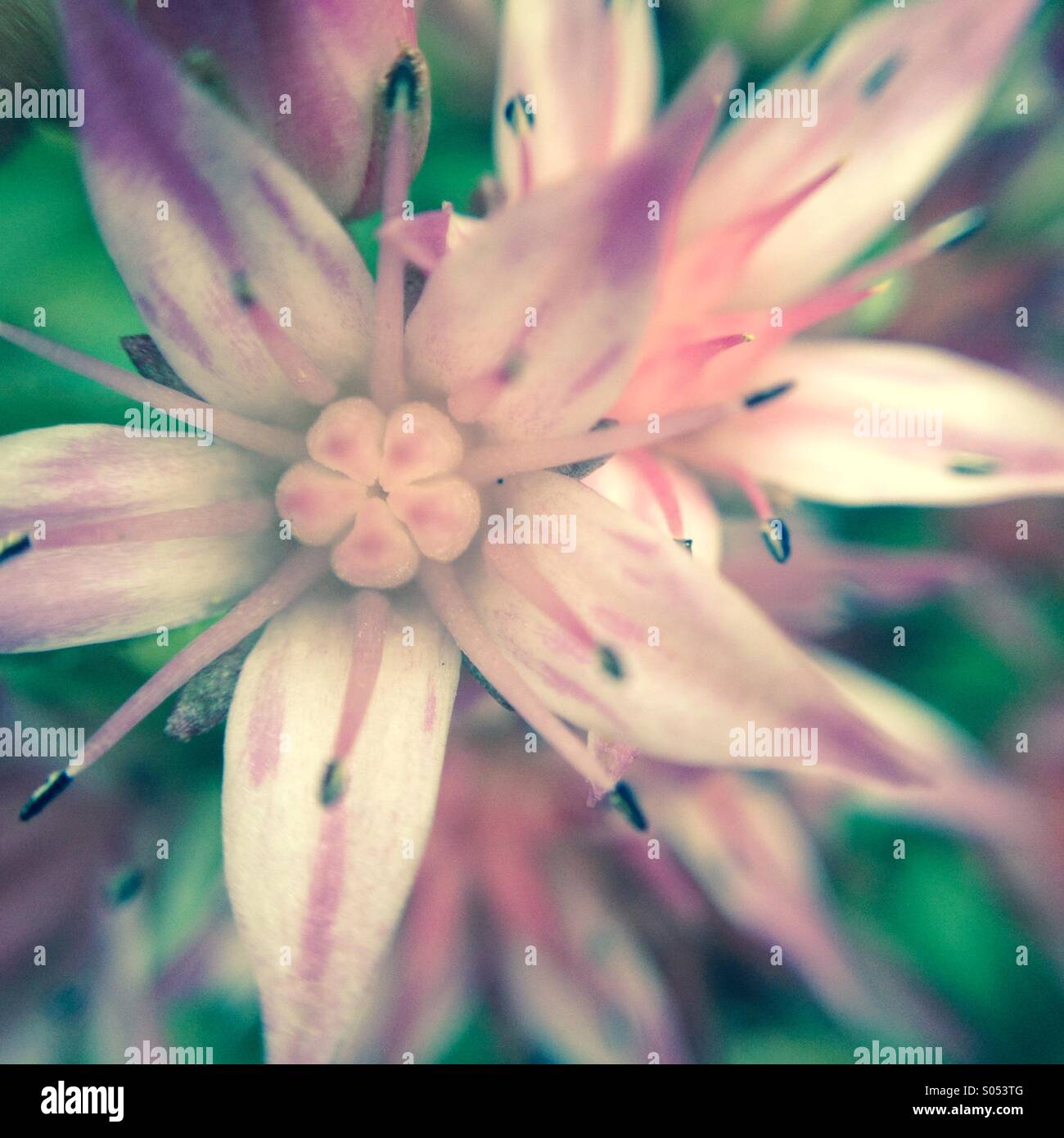 Close-up di un sedum - spuri schorbuser blut fiore Foto Stock