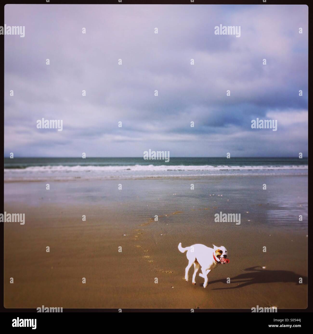 Cane che corre sulla spiaggia Foto Stock