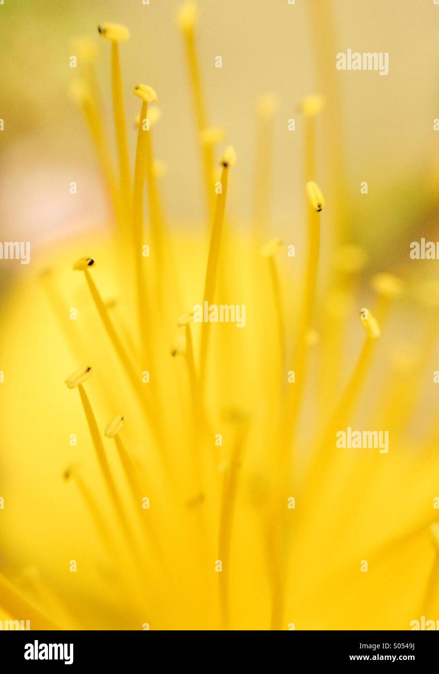 Close up di hypericum fiore stami. Foto Stock