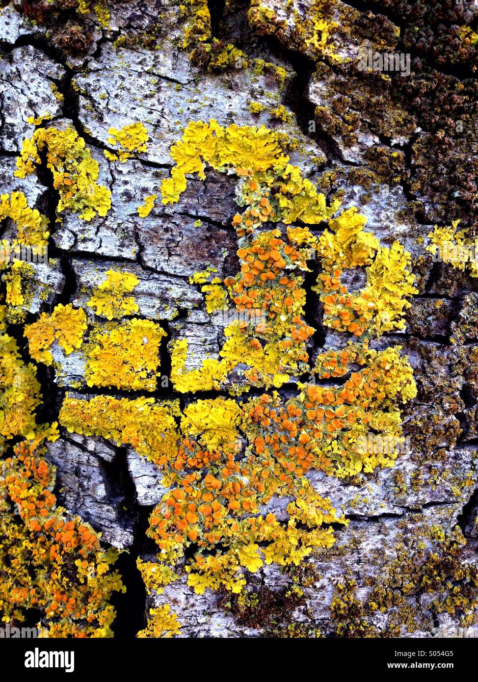 I licheni sulla corteccia di albero Foto Stock