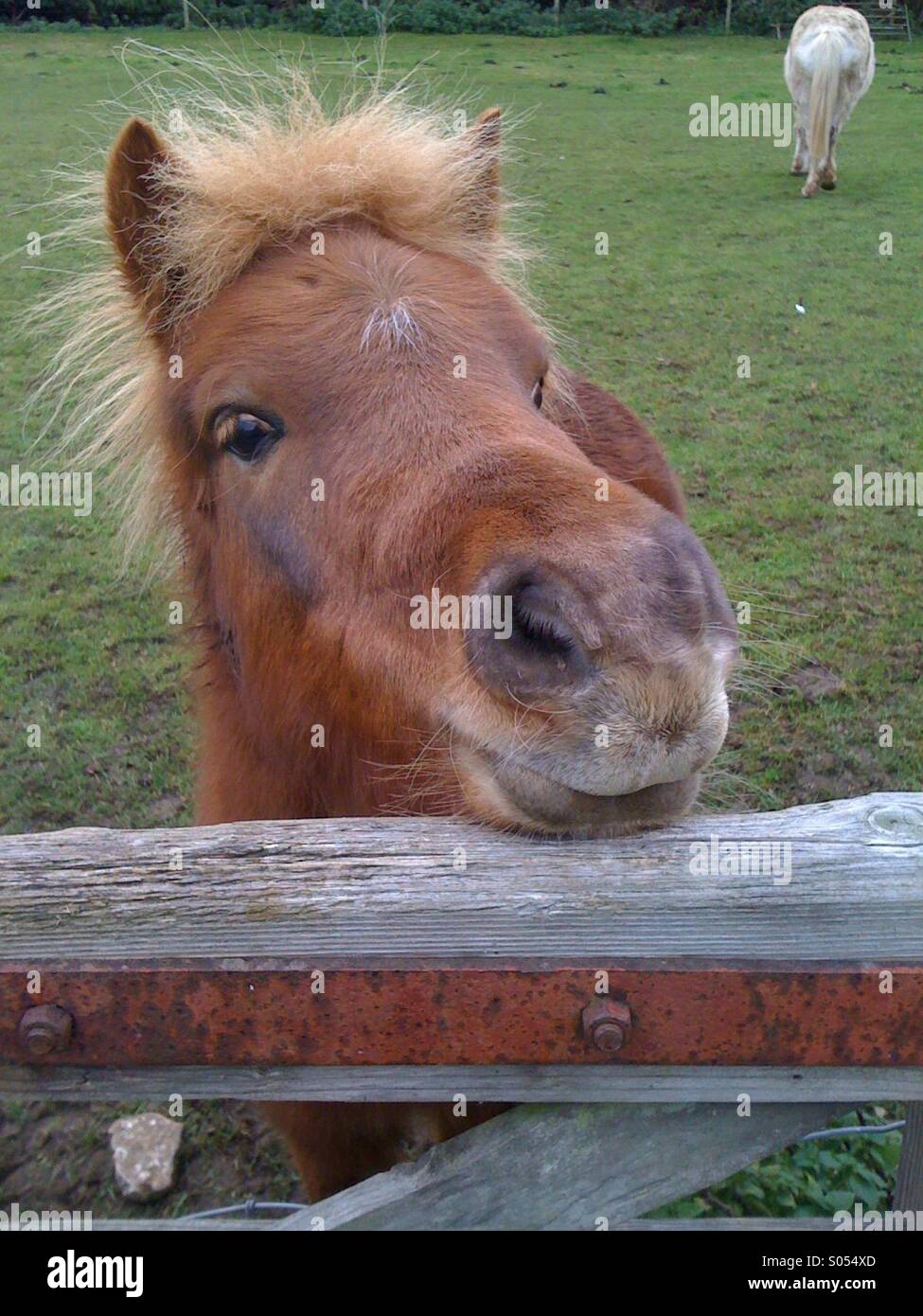 Un pony guardando al di sopra della gate di un campo in Cotswolds, Inghilterra, Regno Unito. - Immagine stock catturata con smartphone