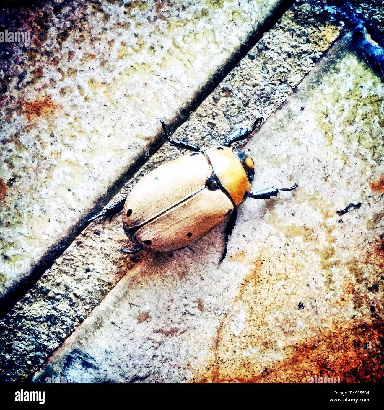 Golden Beatle Beetle Foto Stock