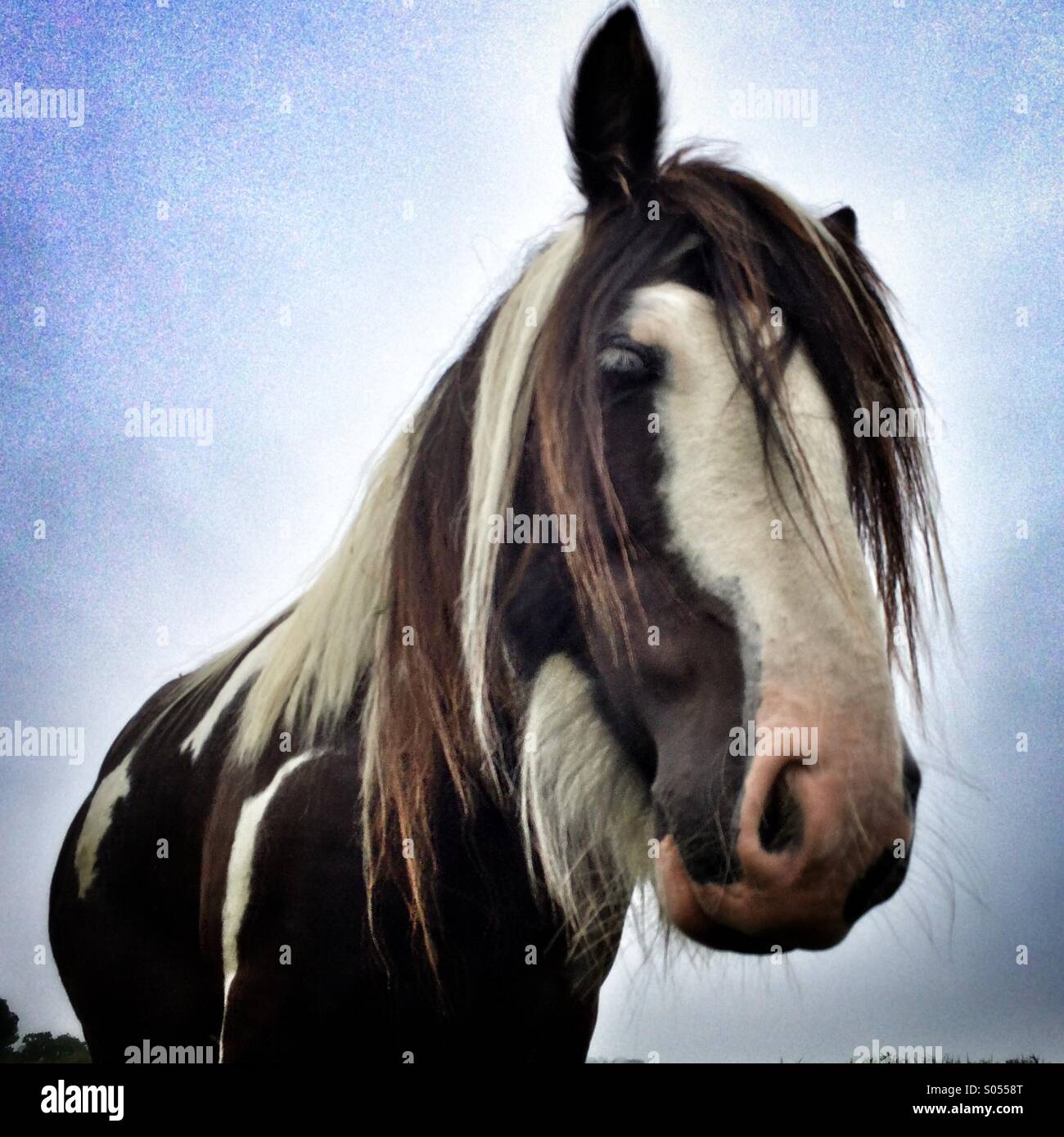 Testa di cavallo close-up Foto Stock