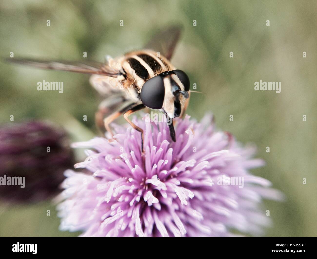 Hover volare su un thistle - Immagine stock catturata con smartphone Hover volare su un thistle - Immagine stock catturata con smartphone