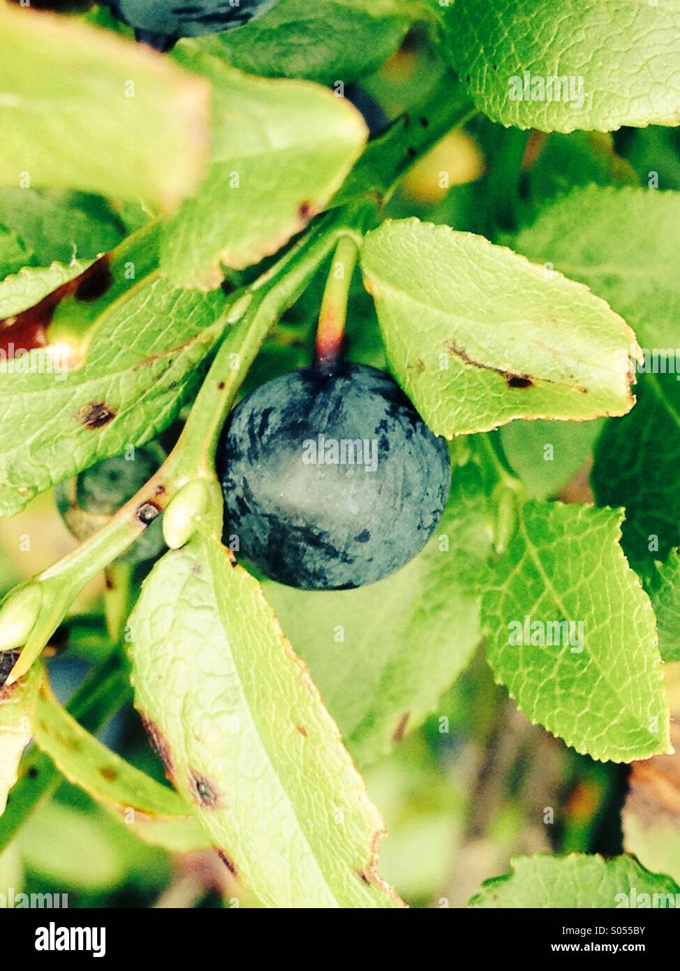 Pianta del mirtillo - Immagine stock catturata con smartphone