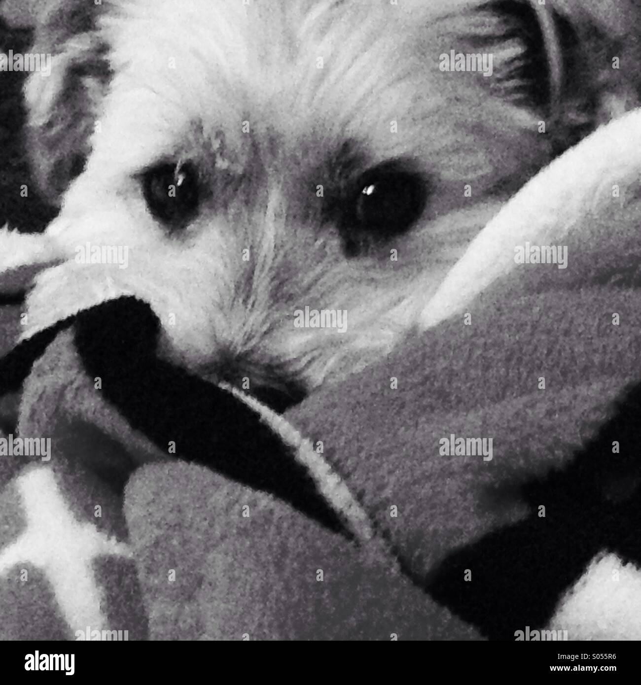 Un cane di coccole in una coperta. Foto Stock