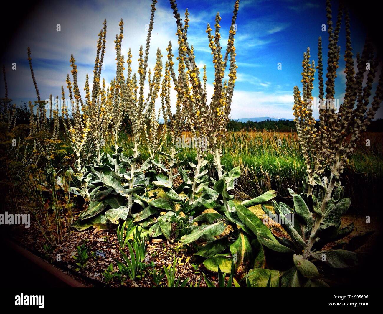 Insolito Pacific Northwest piante da fiore Foto Stock